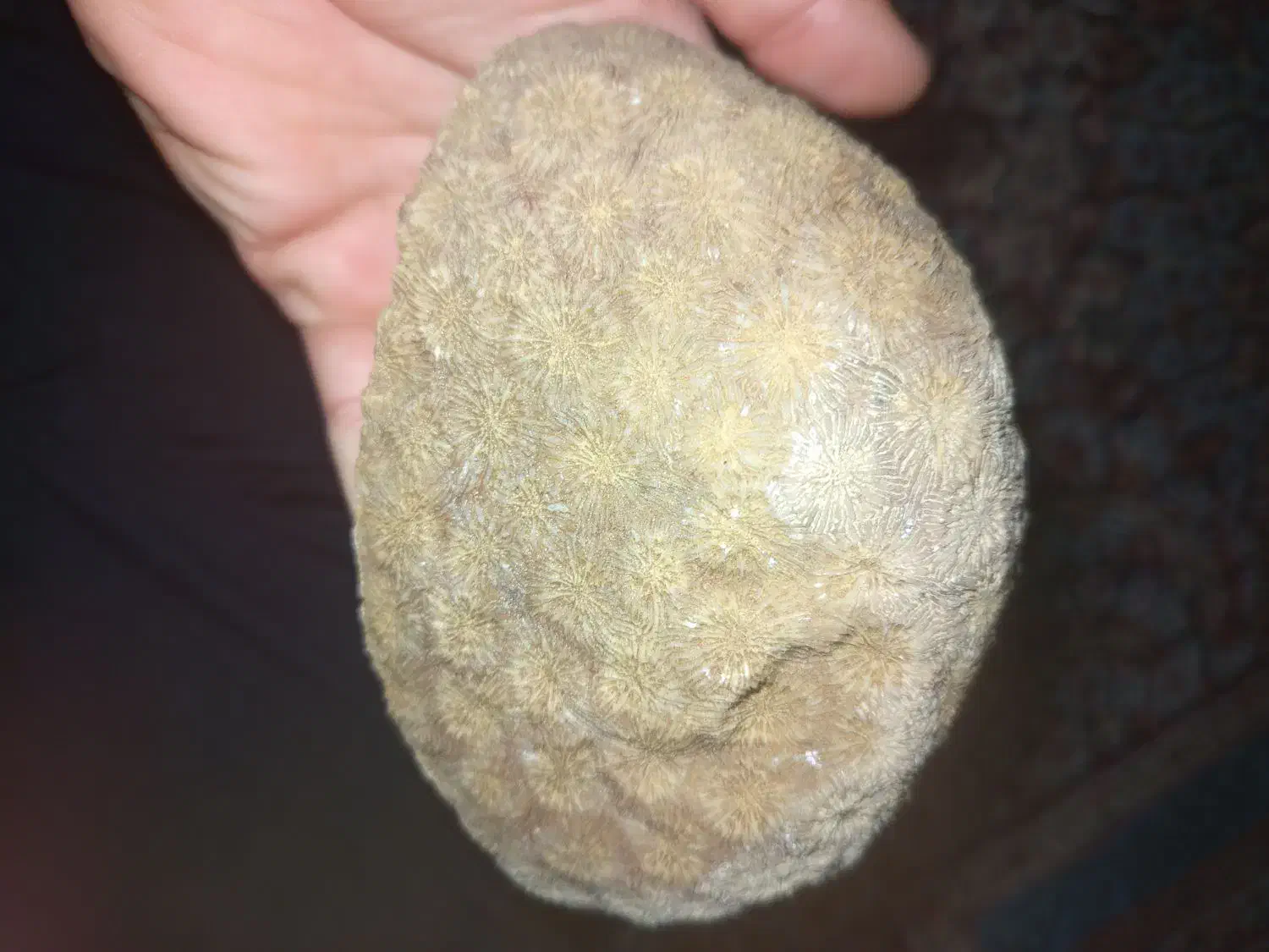 فسیل مرجان زیبا|جواهرات|بافت, |دیوار