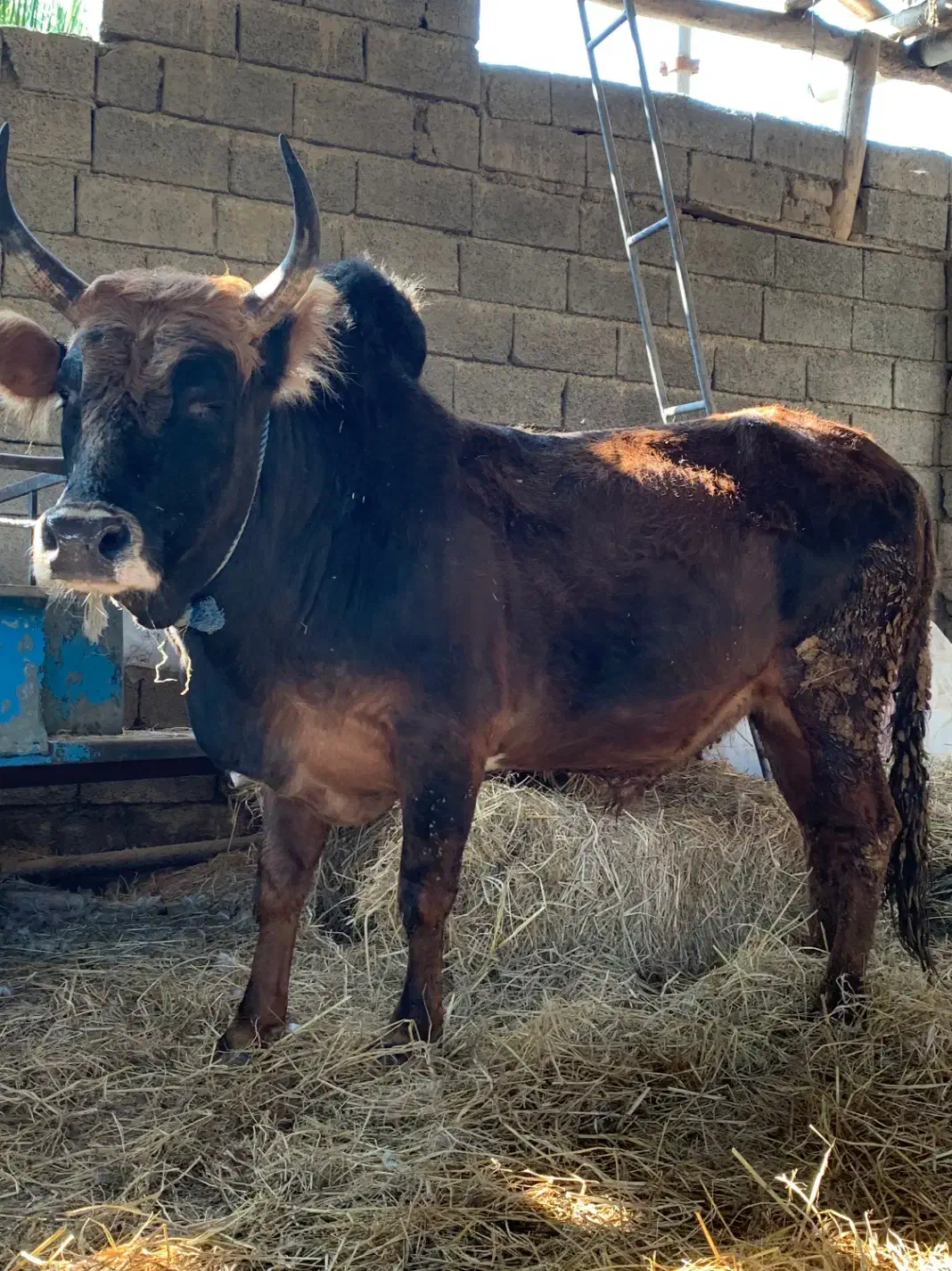 گوساله گاو نر سرشاخی|حیوانات مزرعه|گتاب, |دیوار