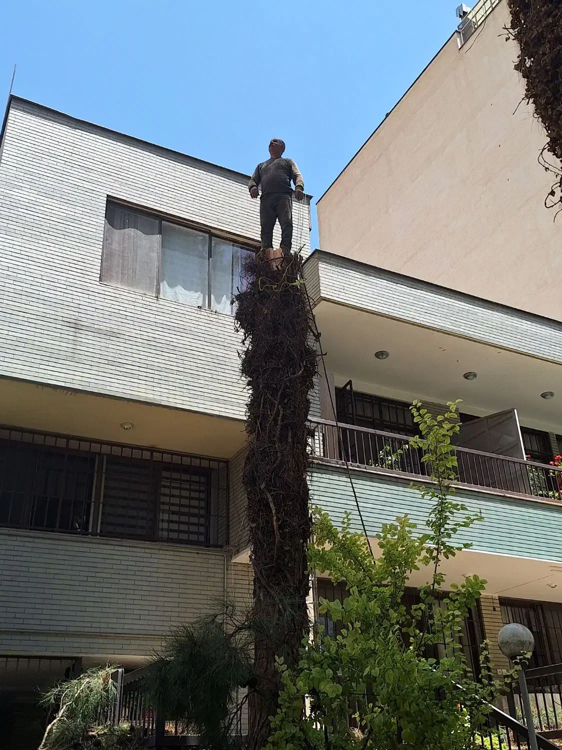 چوبری وخرید انواع چوب|خدمات باغبانی و درختکاری|مشکین‌دشت, |دیوار