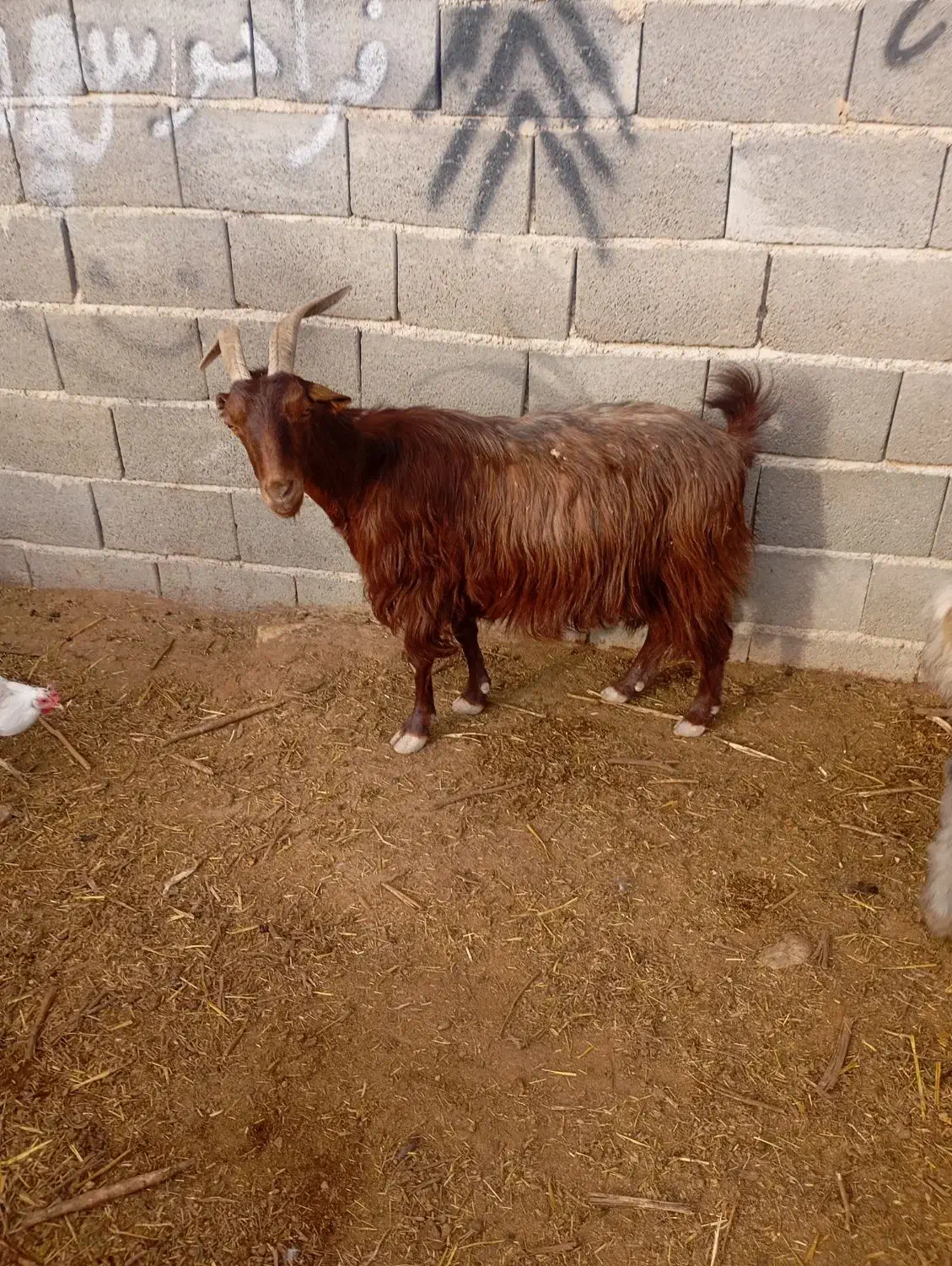 بزز|حیوانات مزرعه|مرودشت, بهارستان|دیوار