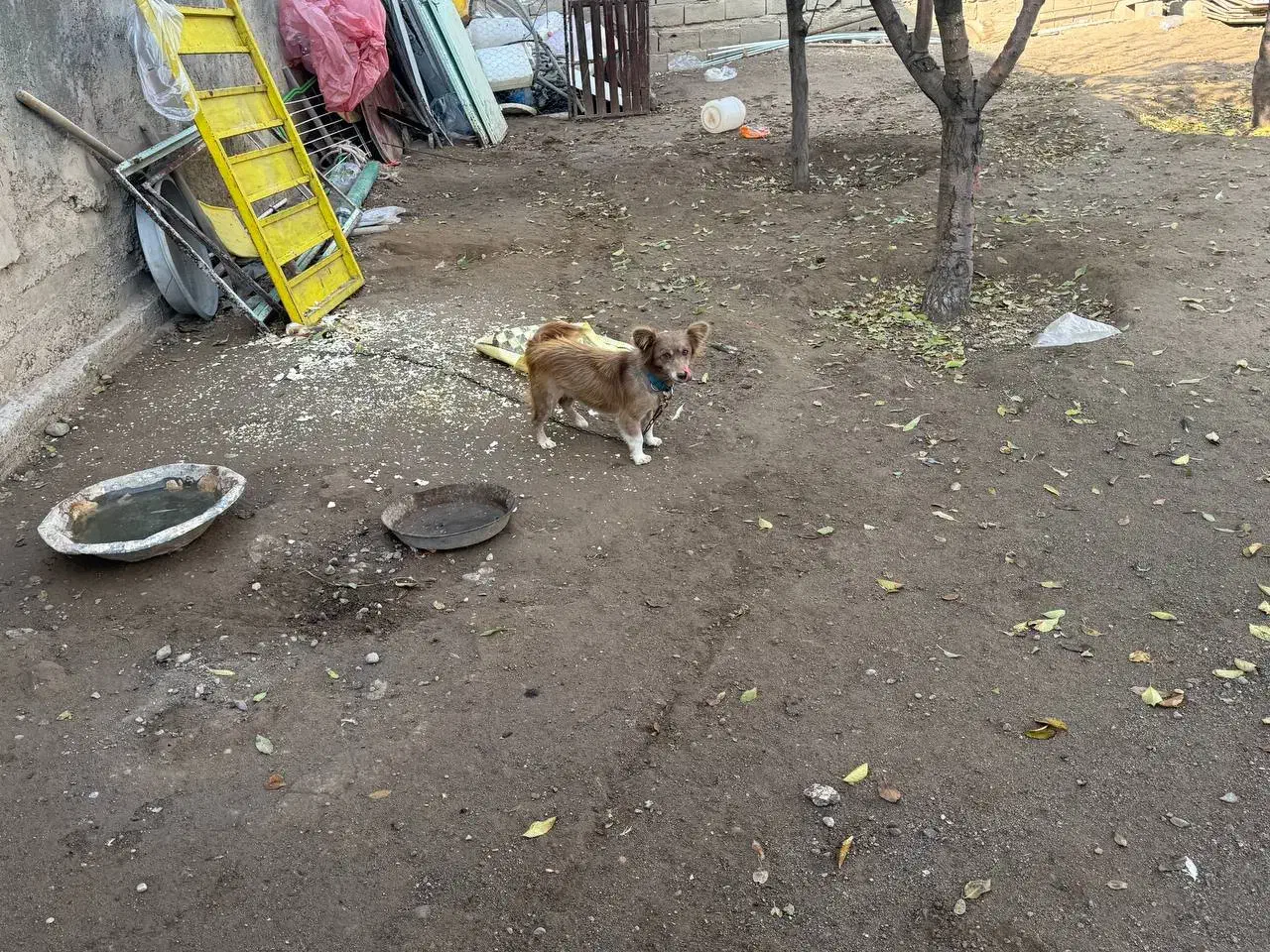 معاوضه با یک جفت کبوتر خوب|سگ|بکتاش, |دیوار