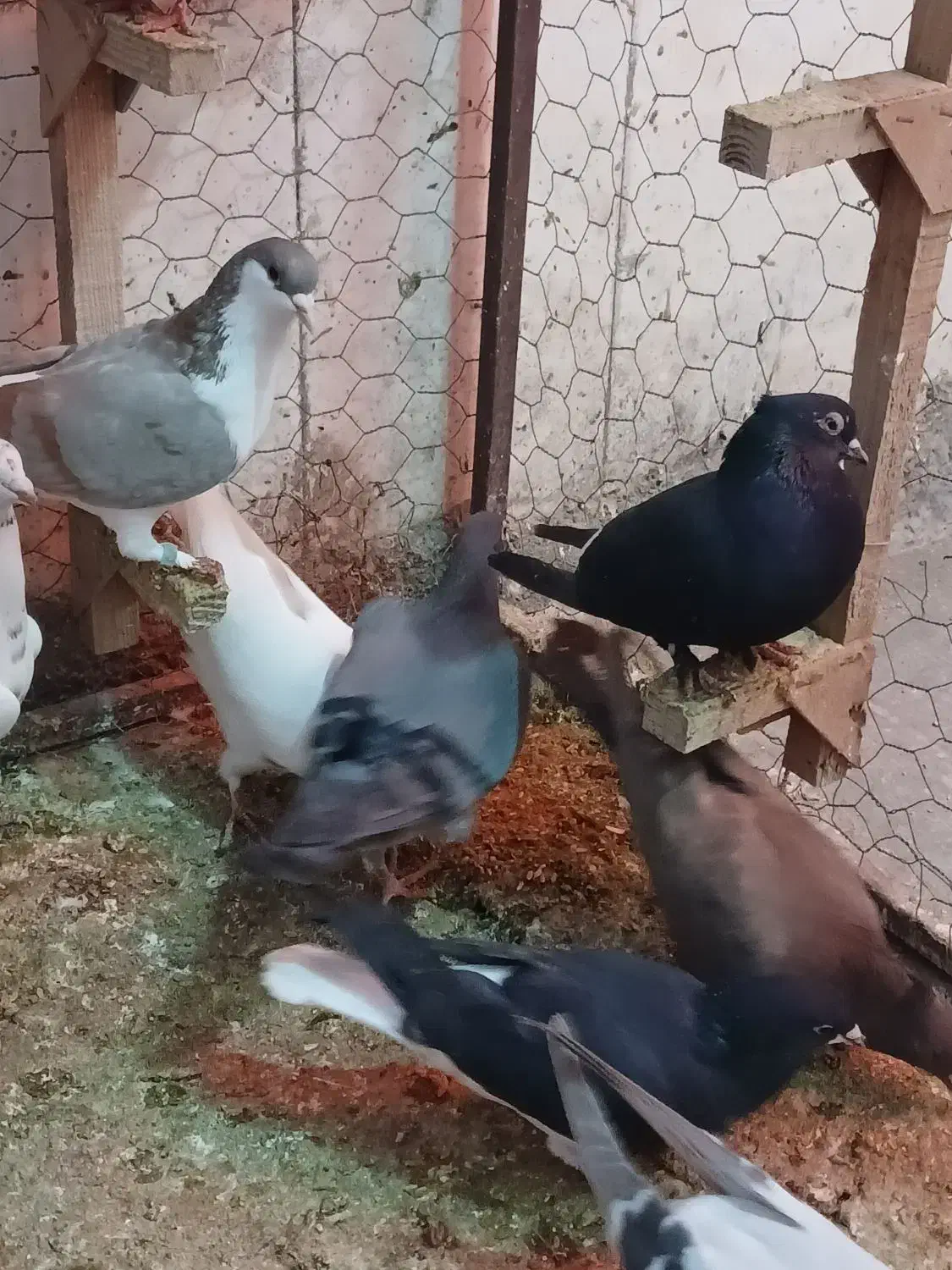 ۱۵۰|پرنده|شیراز, شهرک مهدیآباد|دیوار