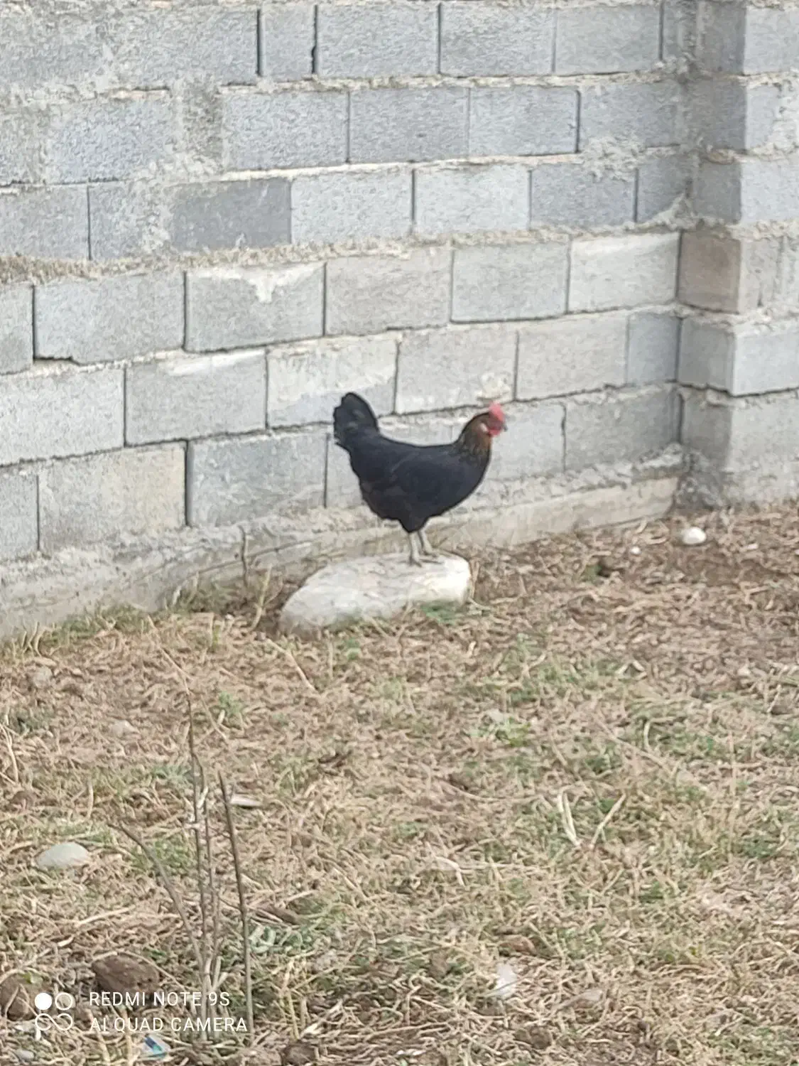 2عددمرغ تخم گذار و جوجه محلی اصل|حیوانات مزرعه|آق قلا, |دیوار