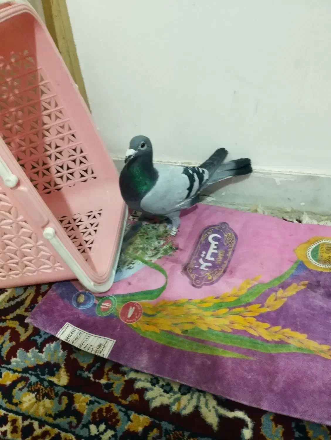 غریب گیر|پرنده|جوکار, |دیوار