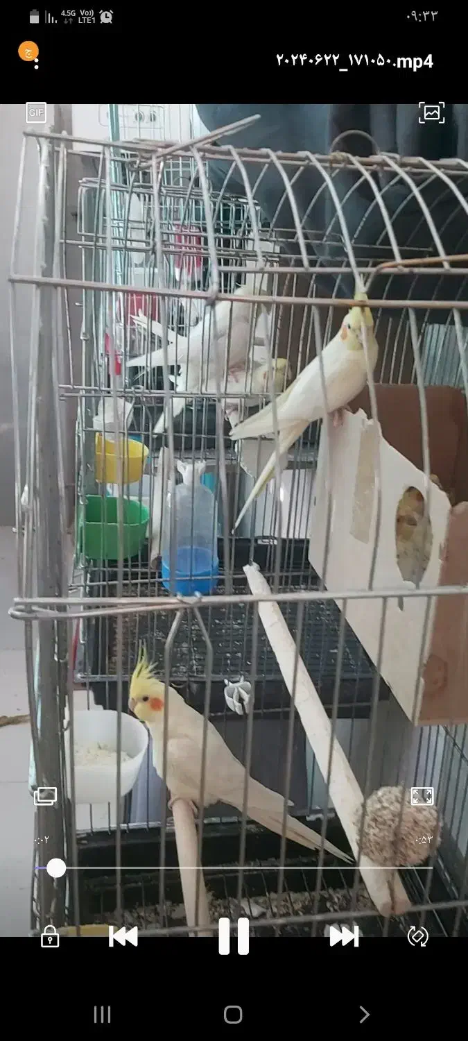 مولد عروس هلندی  لوتینو|پرنده|بهارستان, |دیوار