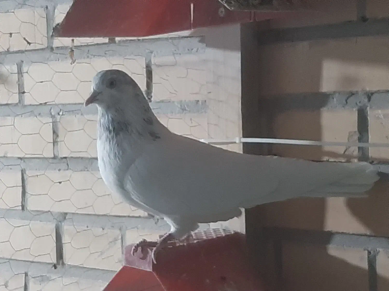 کبوتر شکار فروشی|پرنده|مهاجران, |دیوار