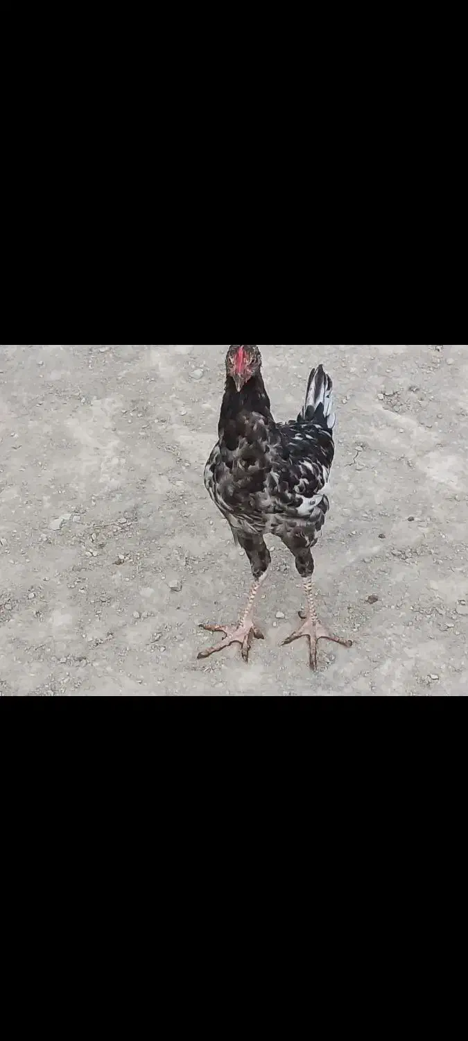 نیمچه مرغ و خروس محلی اصل|حیوانات مزرعه|گنبد کاووس, |دیوار