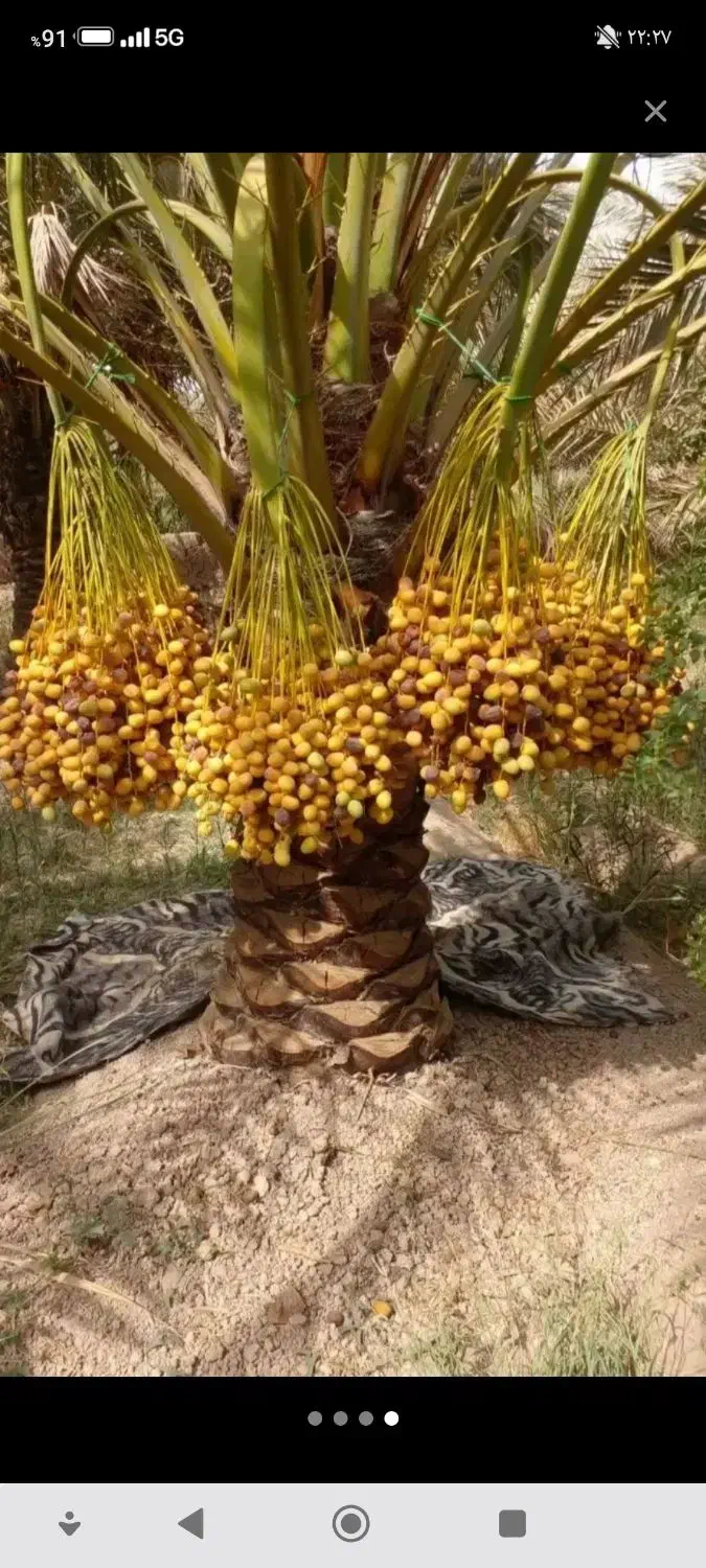 فروش خارک مکتیب زرد وشیخالی(قرمز)شیرین|خوردنی و آشامیدنی|شیراز, سجادیه|دیوار