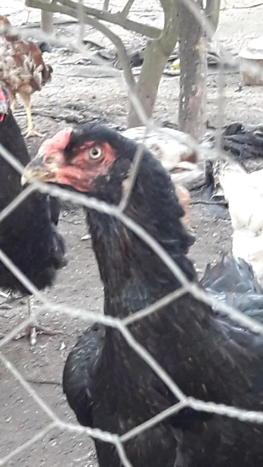 مرغ لاری|حیوانات مزرعه|رشت, حومه رشت|دیوار