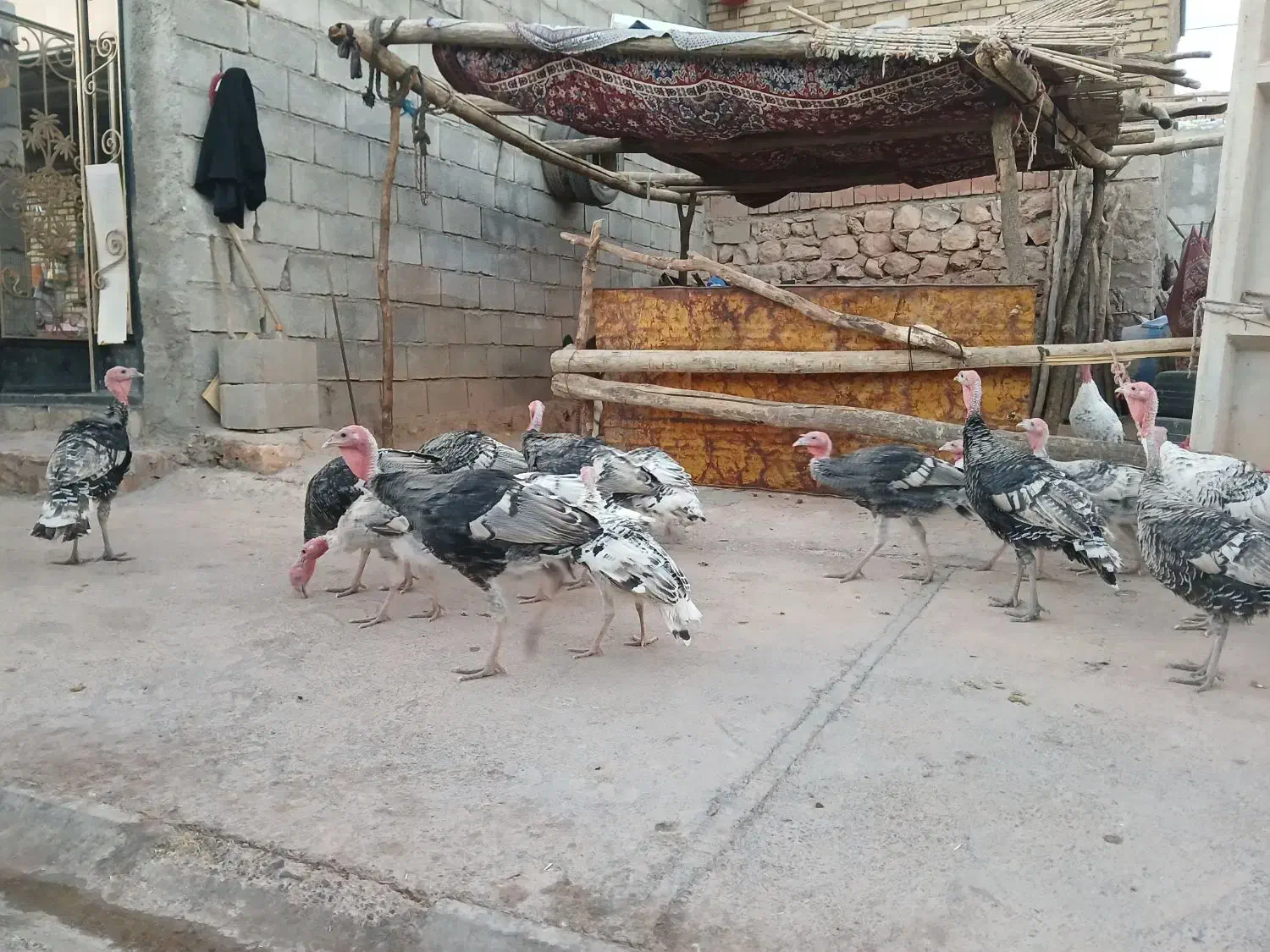 بوقلمون|حیوانات مزرعه|بدره, |دیوار