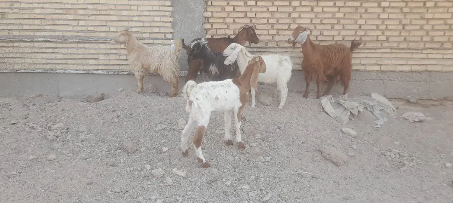 بز ۶عدد   دونر ۴ ماده|حیوانات مزرعه|شادگان, |دیوار