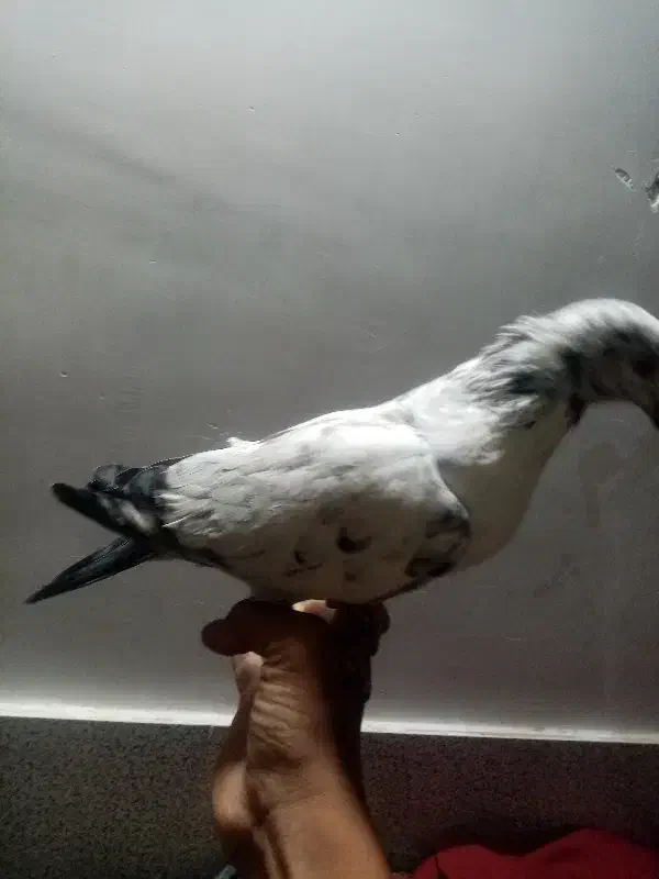 محمد|پرنده|یزد, |دیوار