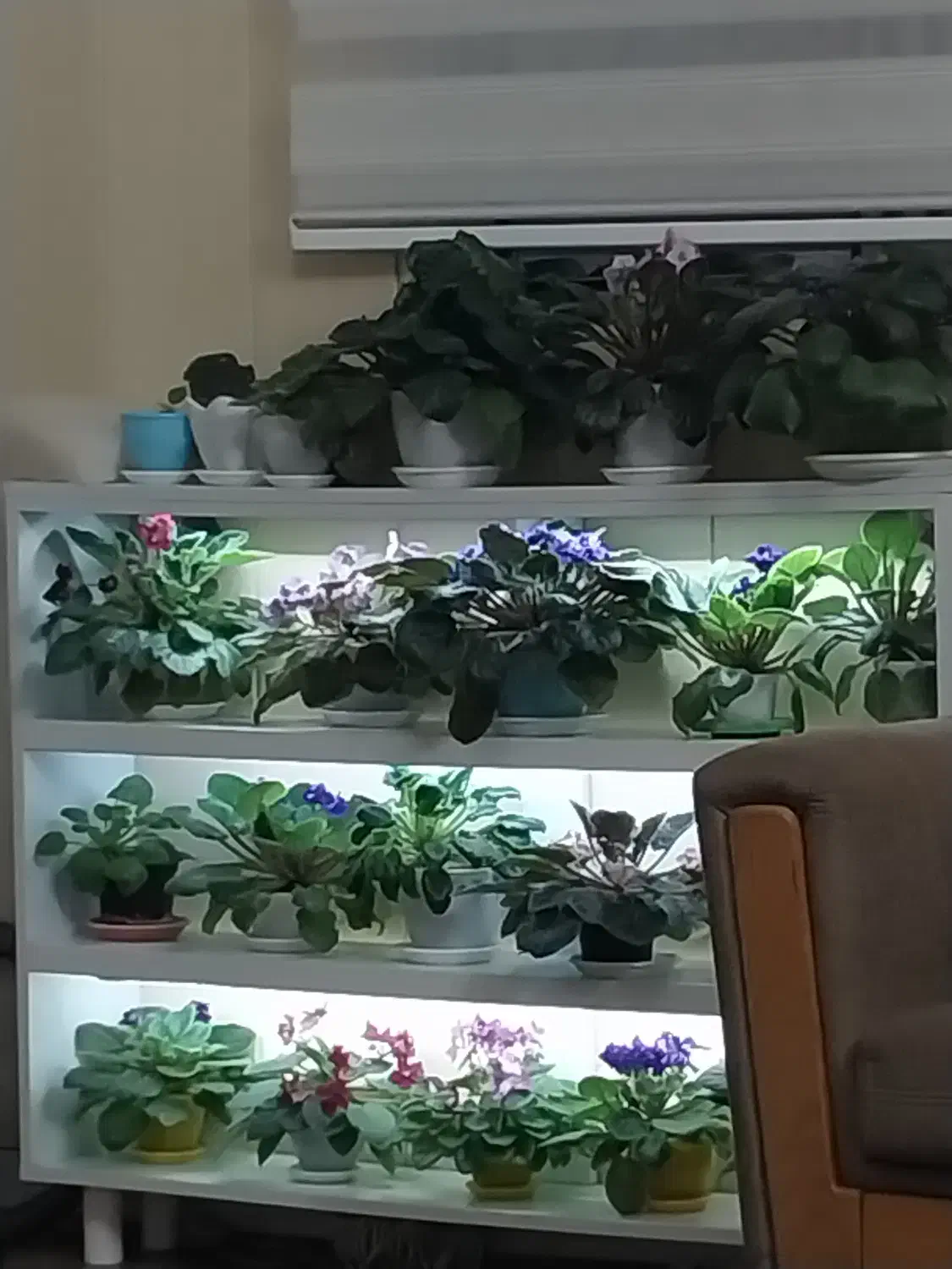 گل بنفشه|گل و گیاه طبیعی|زنجان, |دیوار