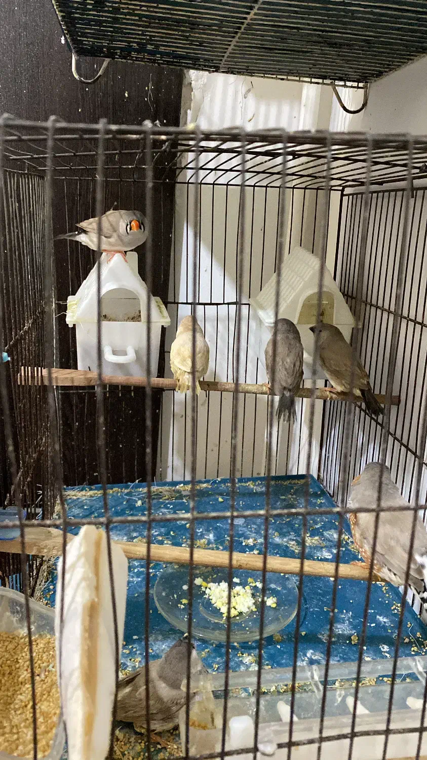 فروش پرنده زینتی|پرنده|رشت, نیکمرام|دیوار