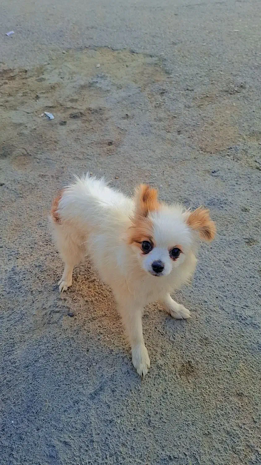 سگ پامر روباهی ماده 4 ماهه قیمت پیشنهادی|سگ|شیراز, کوشک میدان|دیوار