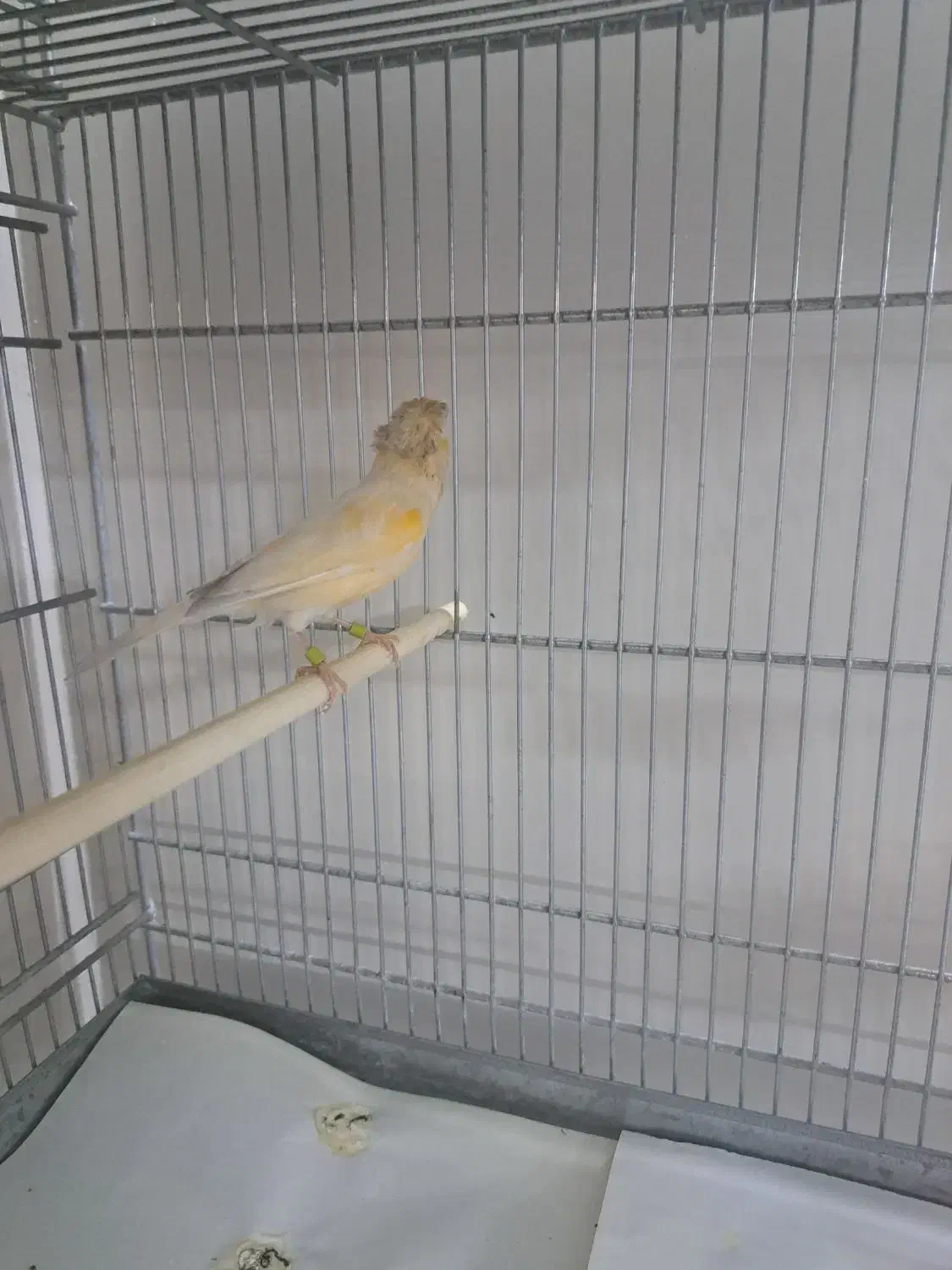 قناری|پرنده|ری, شهید غیوری (ابن باویه)|دیوار