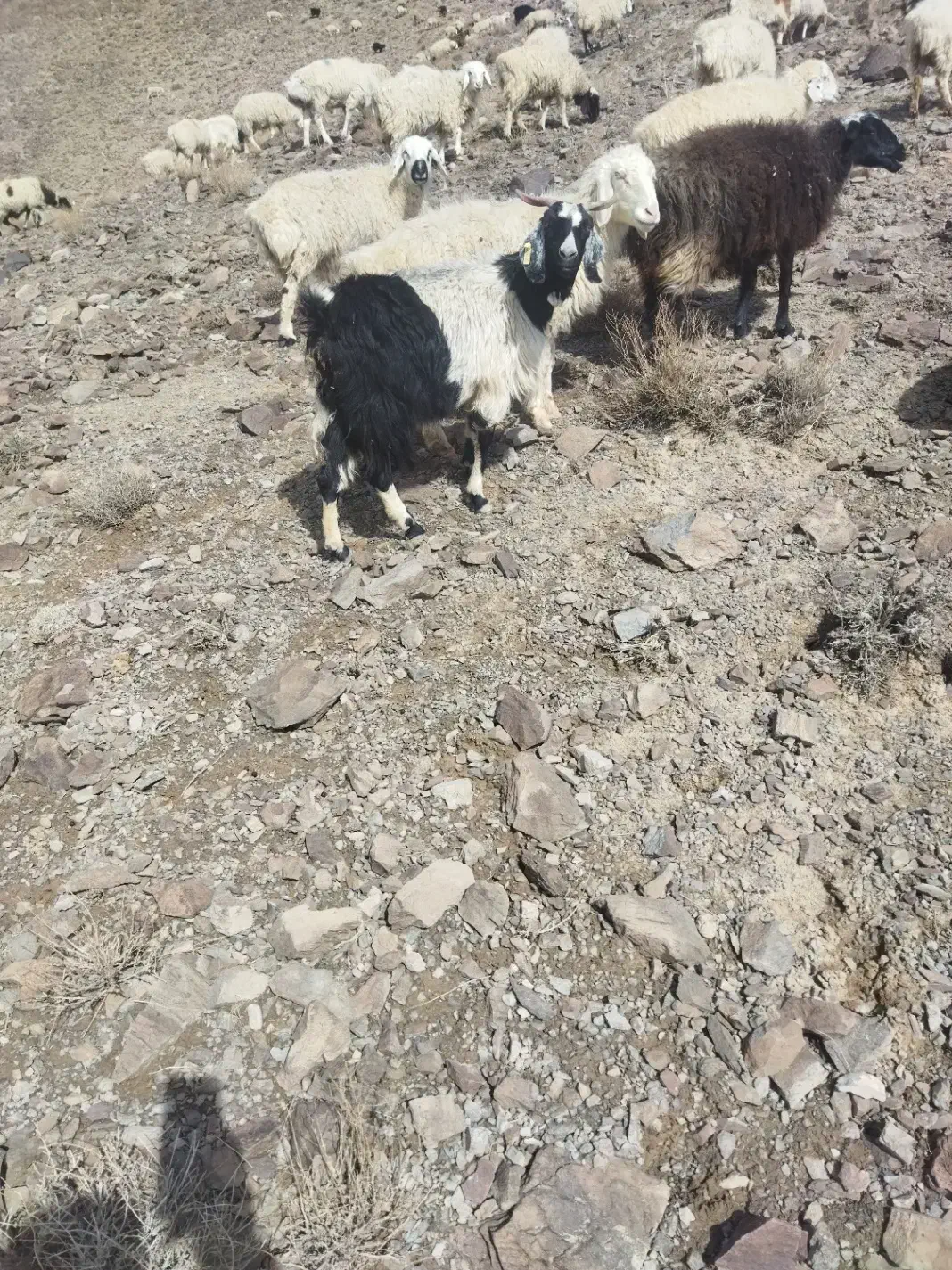 بز فروشی|حیوانات مزرعه|شاخنات, |دیوار