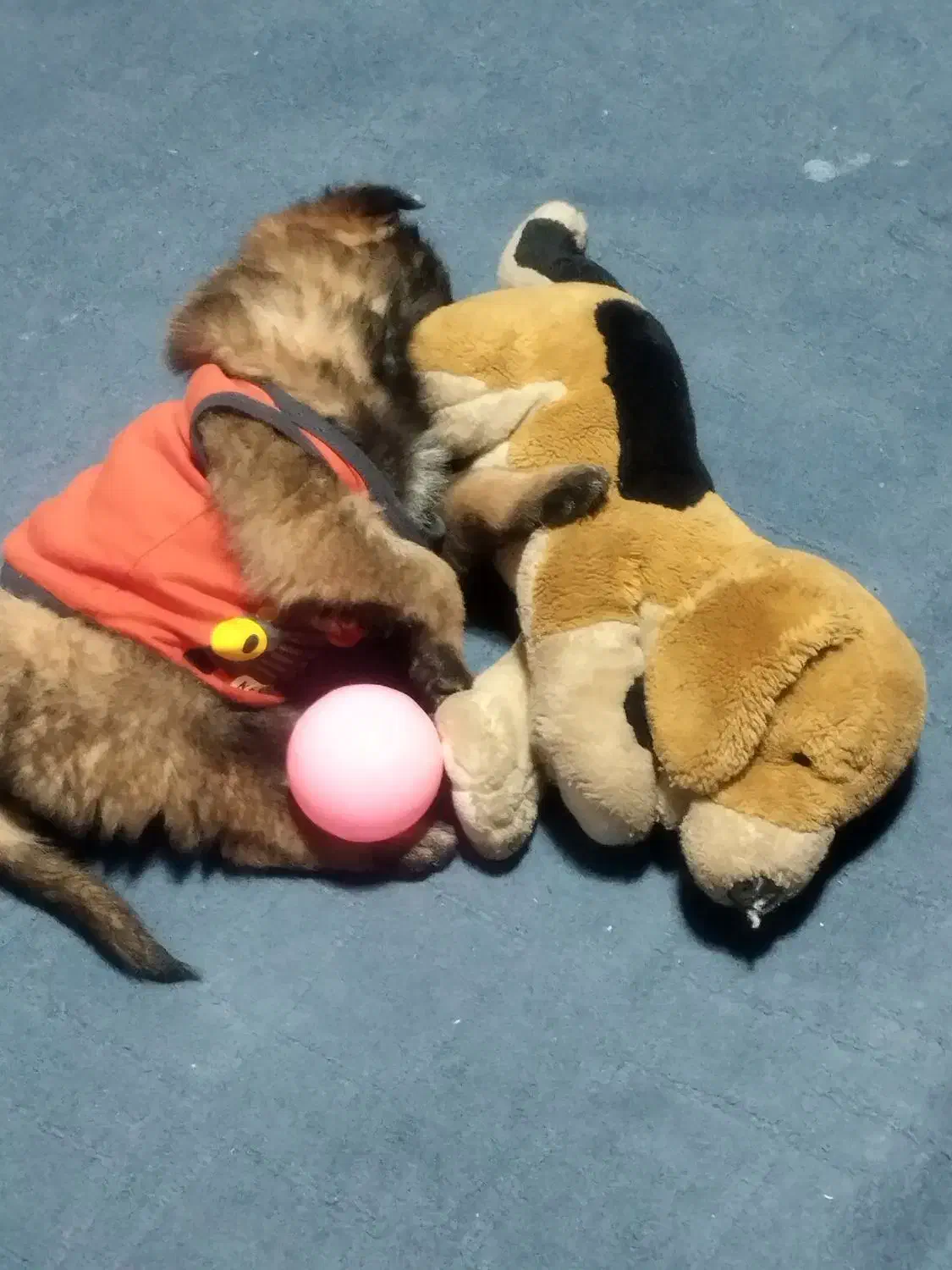 سگ مالینویز|سگ|کرمان, |دیوار