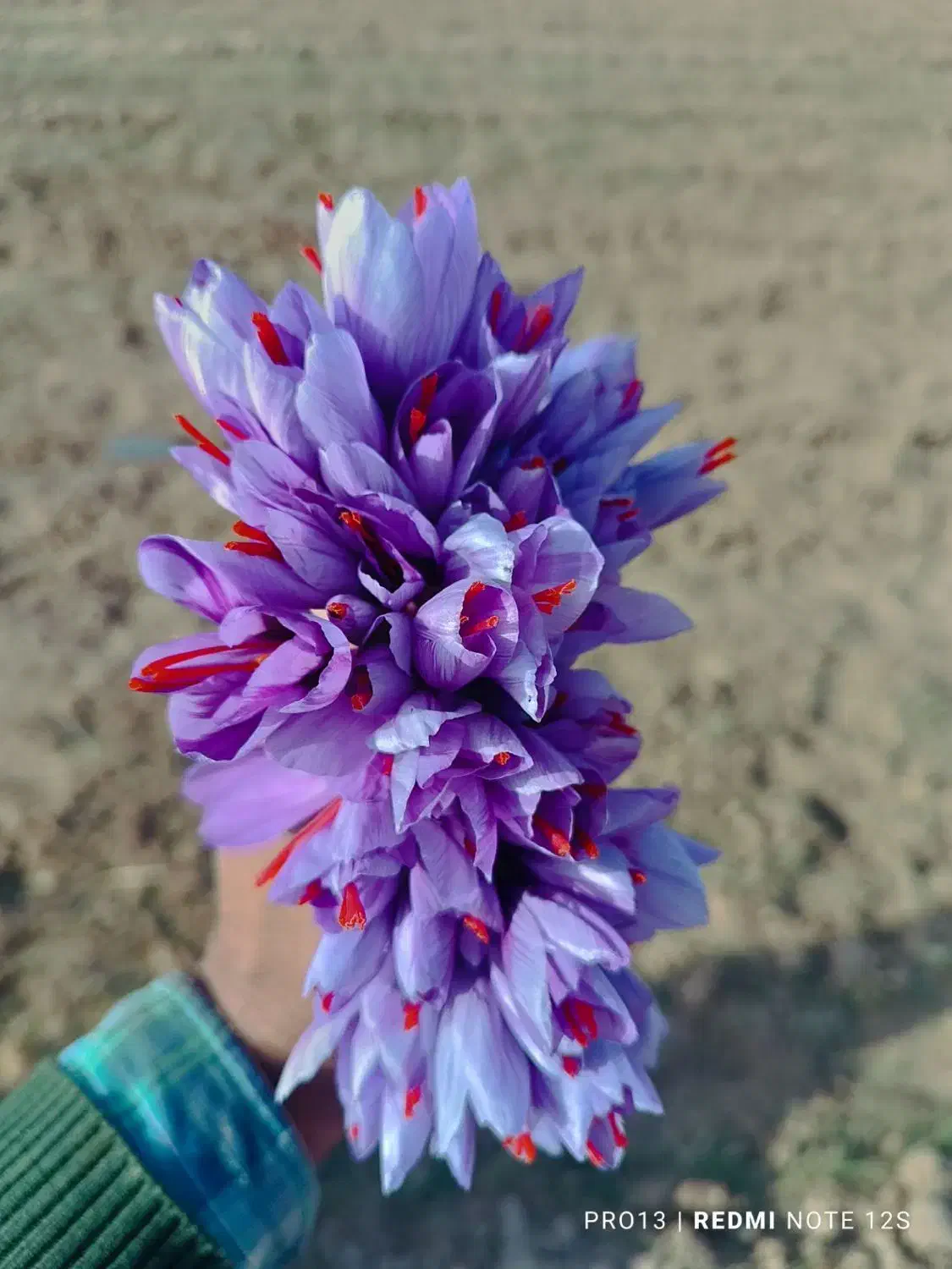 گل زعفران|گل و گیاه طبیعی|سبزوار, فیاض|دیوار