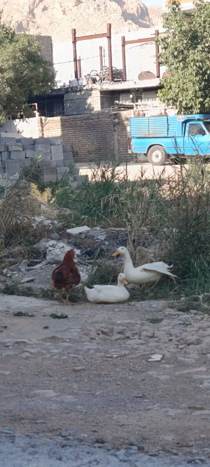 اردک|حیوانات مزرعه|روانسر, |دیوار