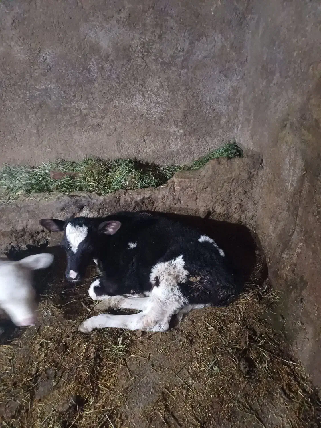 گاوسیمنتال با گوساله ماده|حیوانات مزرعه|ایجرود, |دیوار