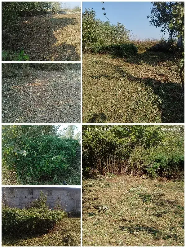 چمن زنی علف زنی‌ لی زنی تمشک زنی|خدمات باغبانی و درختکاری|سیاهکل, |دیوار