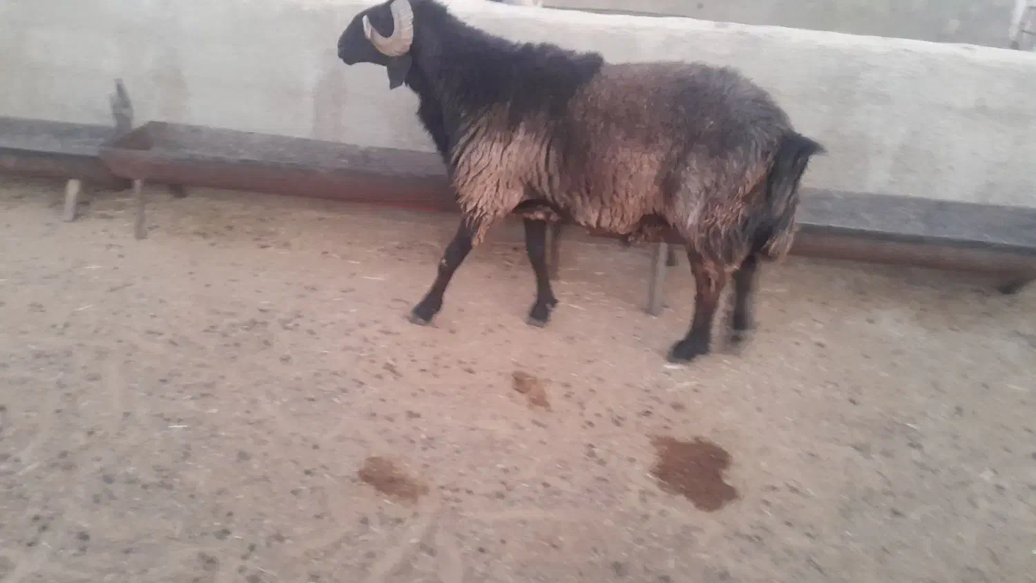 قوچ داشتی|حیوانات مزرعه|شیراز, علی آباد|دیوار