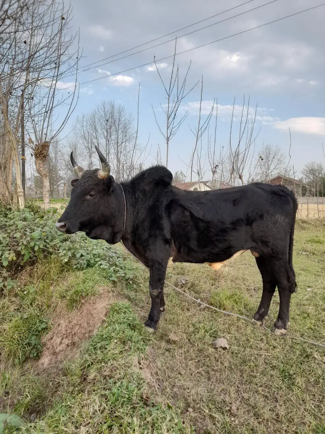 ورزا چالوسی گاو لیشه|حیوانات مزرعه|سنگر, |دیوار