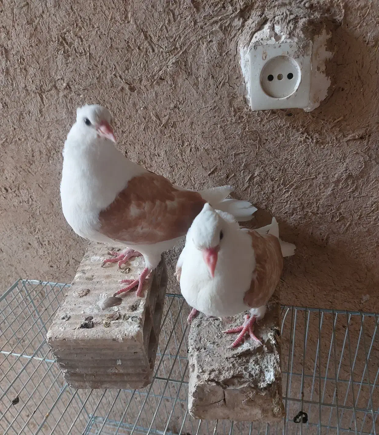 جوجه دوکت زرد خال دار (پشت دار)|پرنده|شهرضا, |دیوار