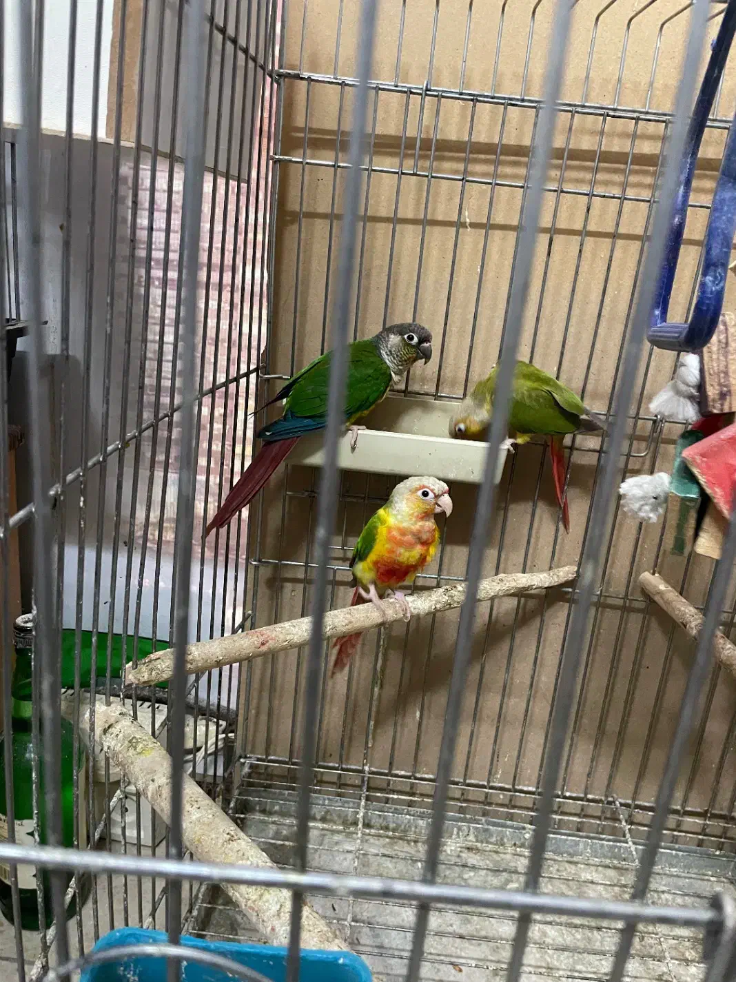 ۴ جفت گرینچیک|پرنده|شهریار, شهریار|دیوار