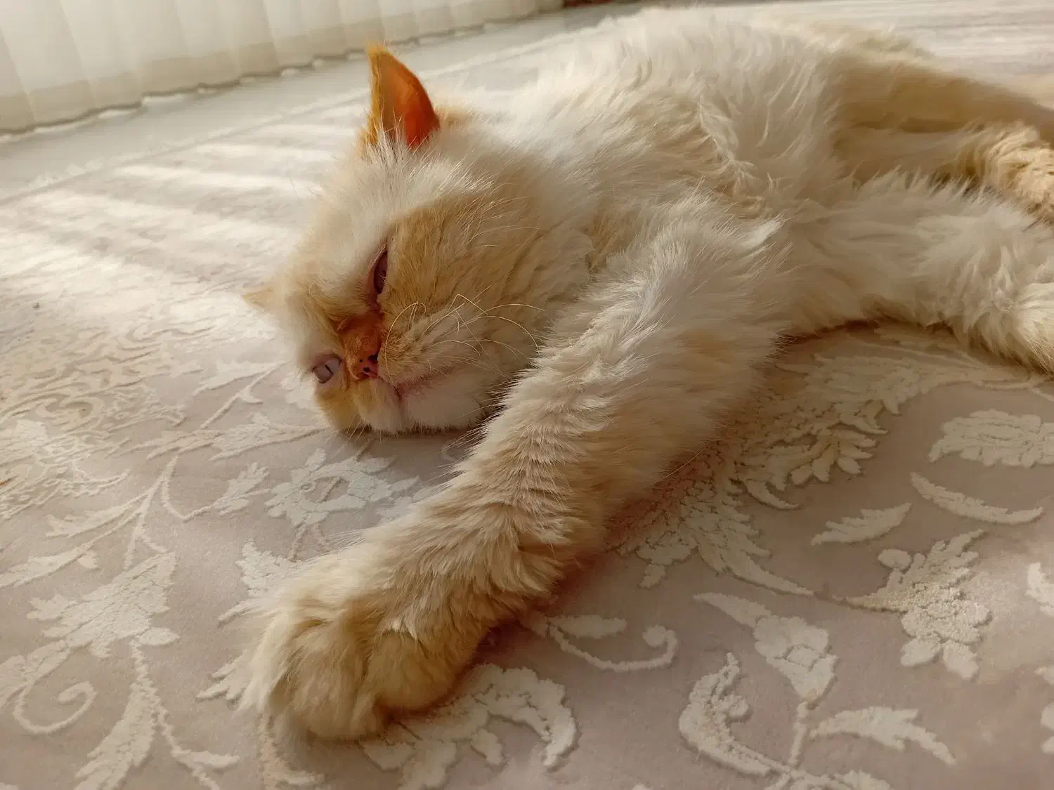 گربه اصیل پرشین|گربه|ورامین, ورامین|دیوار