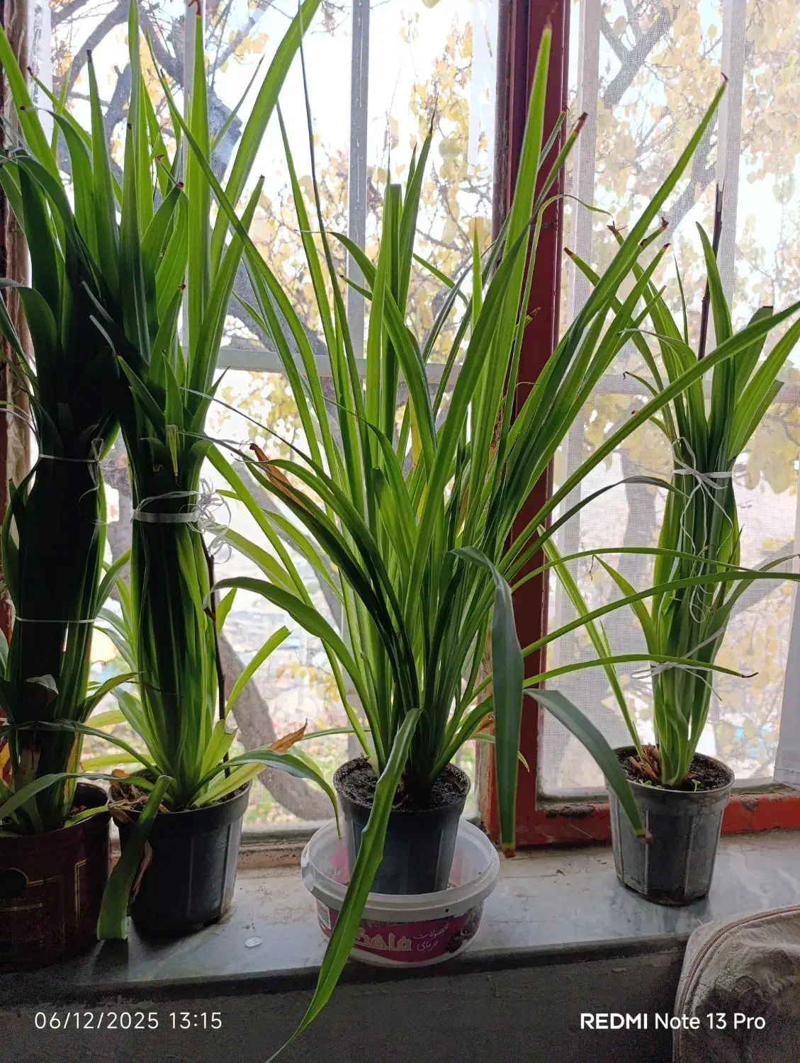 گل گندمی زیبا|گل و گیاه طبیعی|طرقبه, |دیوار