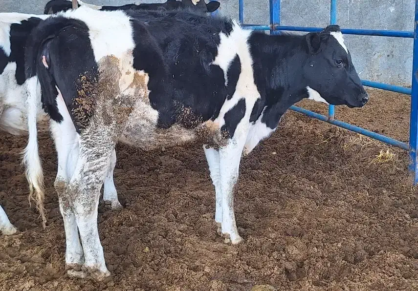 گاو گوساله نوبر|حیوانات مزرعه|مرودشت, کناره|دیوار