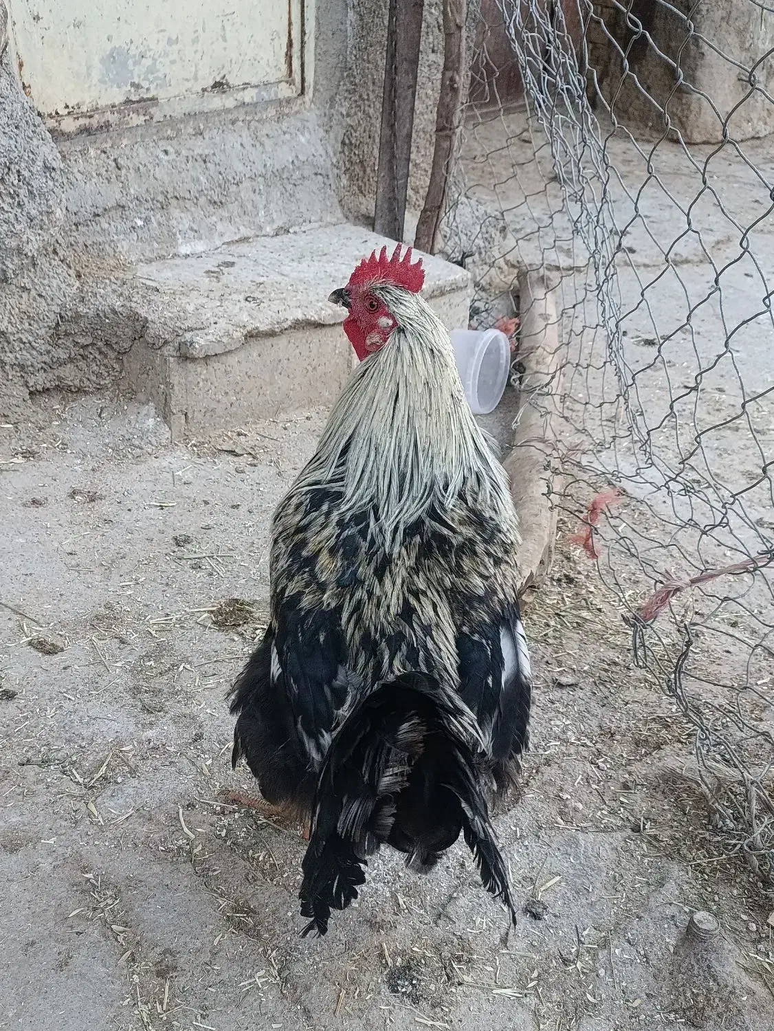 خروس چاغ|حیوانات مزرعه|فیروزآباد (لرستان), |دیوار