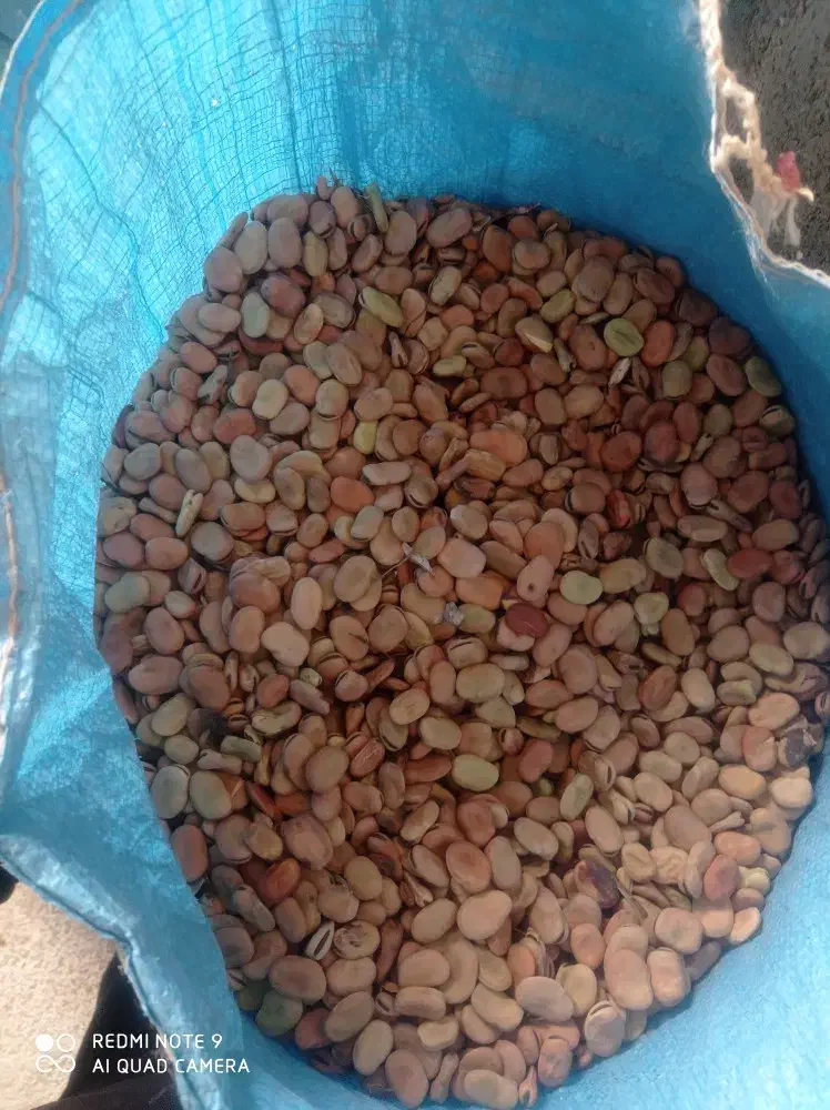 500 کیلو باقلا با کیفیت عالی درجه یک موجود هست|خوردنی و آشامیدنی|اهواز, منازل کارون|دیوار