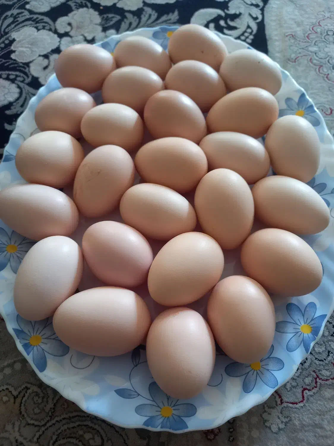 تخم لاری|حیوانات مزرعه|نجفآباد, یزدانشهر|دیوار