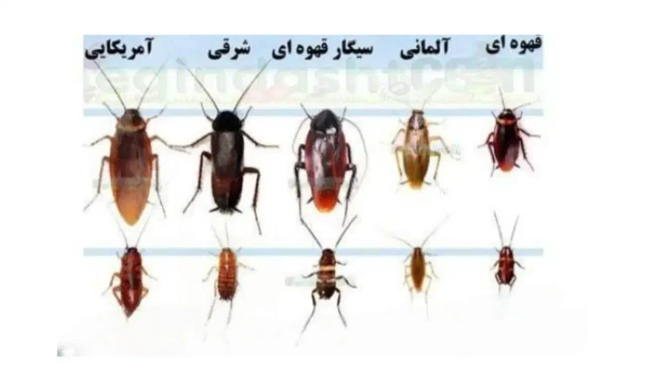 سم‌پاش‌سمپاشی‌100%تضمینی‌حشرات‌ساس‌سوسک‌‌،کل تهران|خدمات نظافت|تهران, امام حسین|دیوار