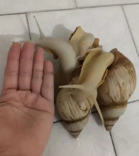 حلزون البینو|خزنده|قم, عمار یاسر|دیوار