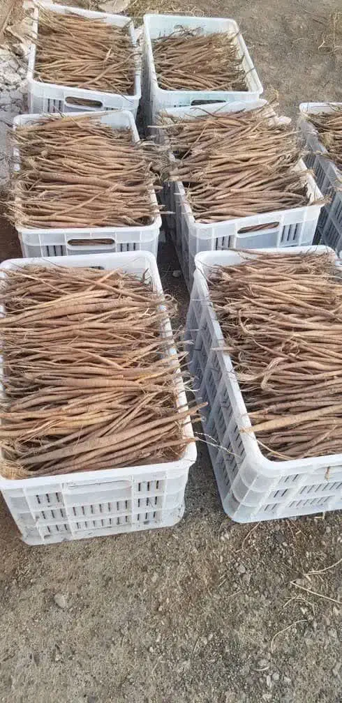 فروش انواع نشا آنغوزه طبس و کاشمر|خدمات باغبانی و درختکاری|بیرجند, |دیوار