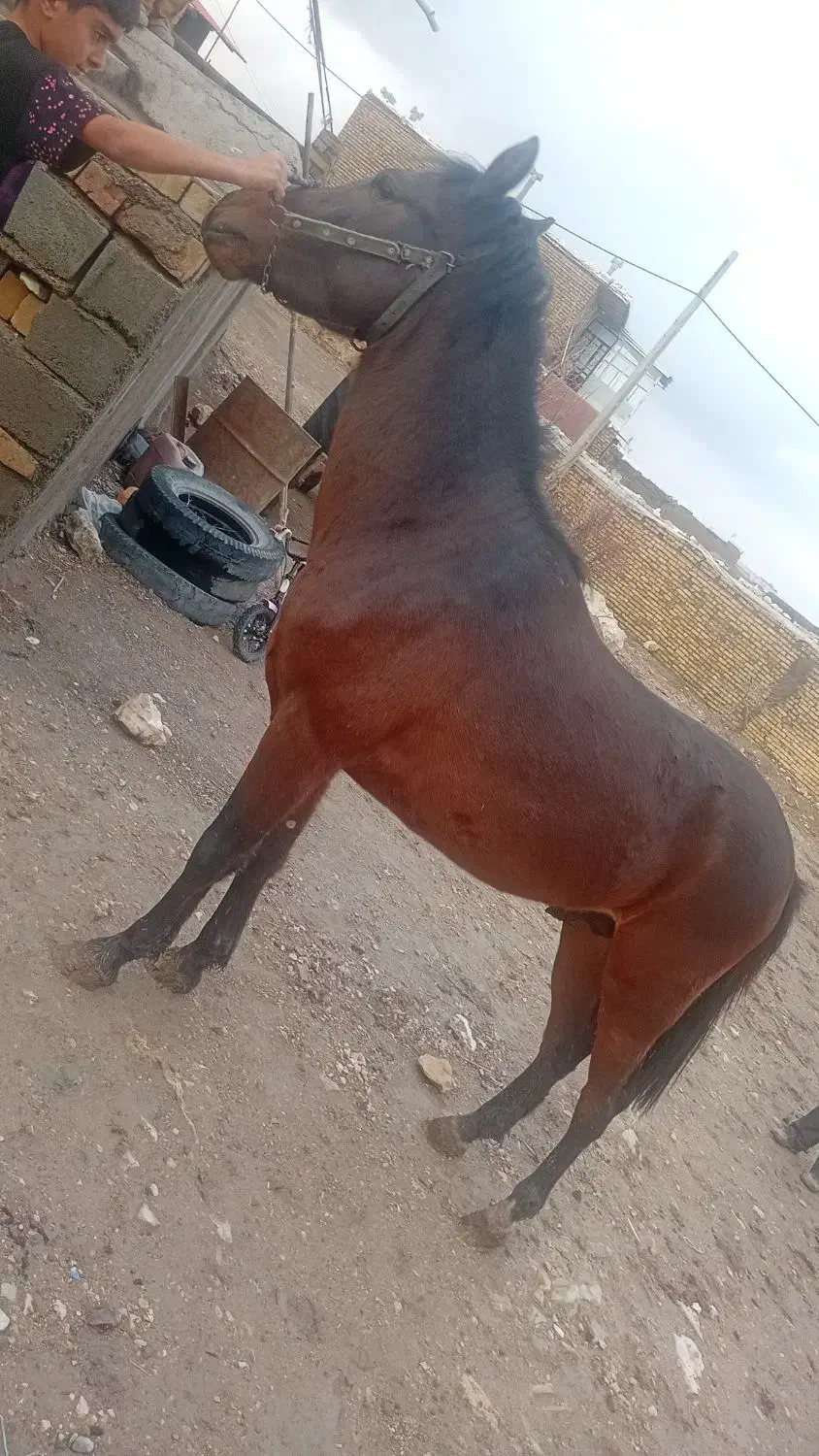 اسب|اسب و تجهیزات اسب‌سواری|سجاس رود, |دیوار