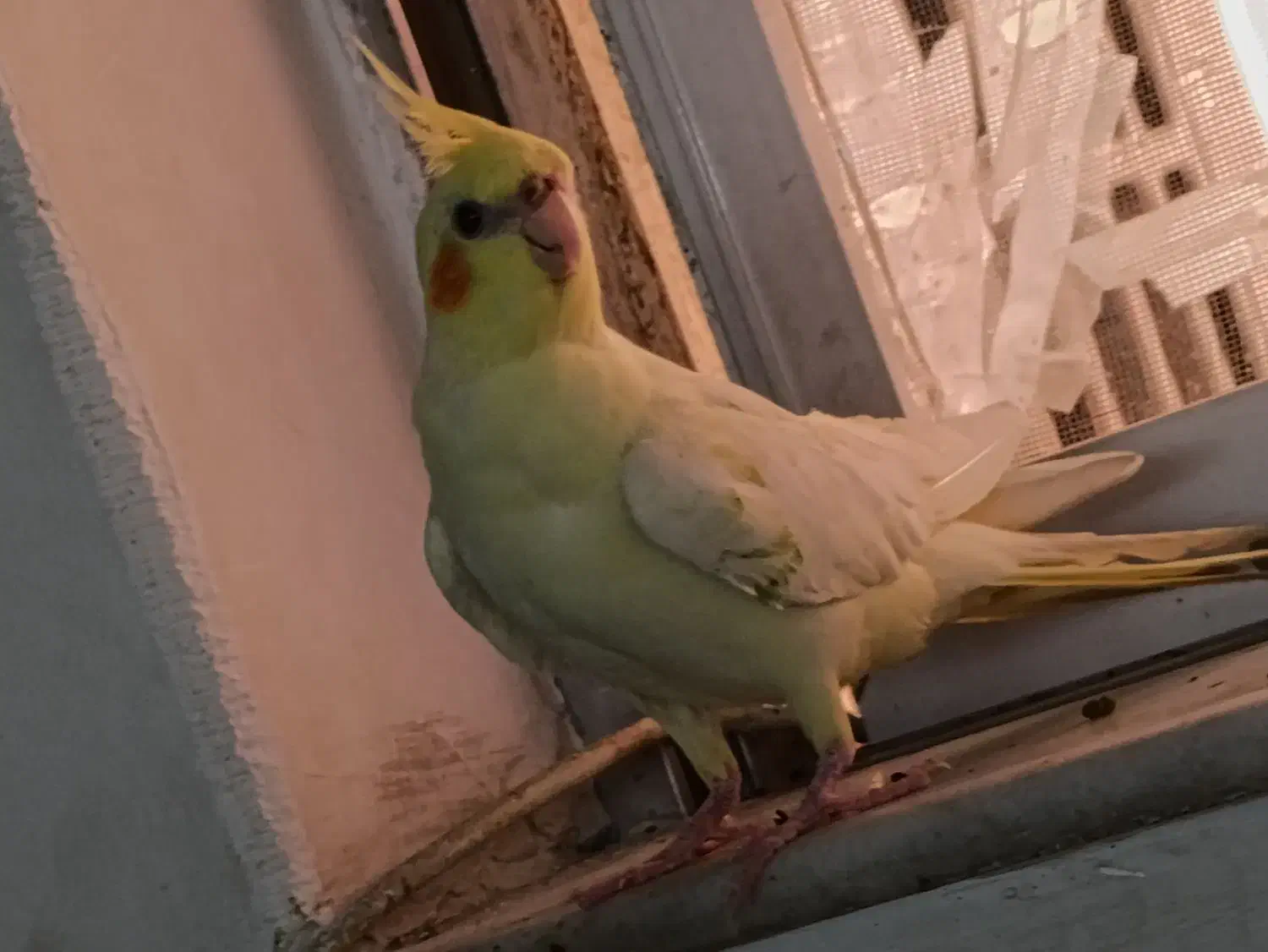 عروس هلندی|پرنده|بابل, |دیوار