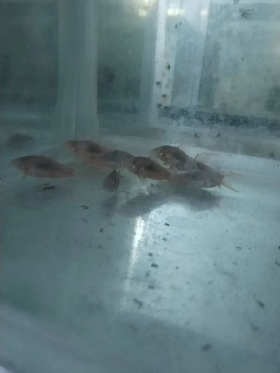 ماهی کوریدوراس برنز|ماهی|خسروشاه, |دیوار