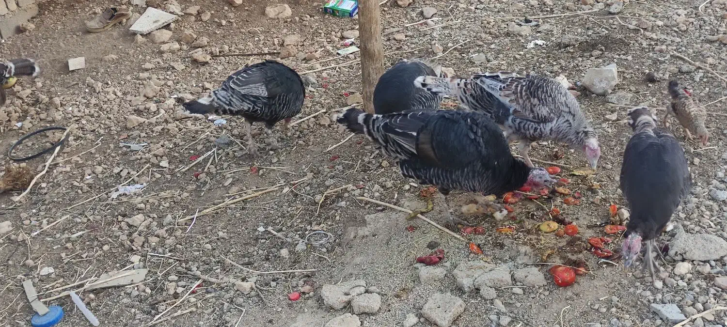 فروش بوقلمون|حیوانات مزرعه|یاسوج, |دیوار