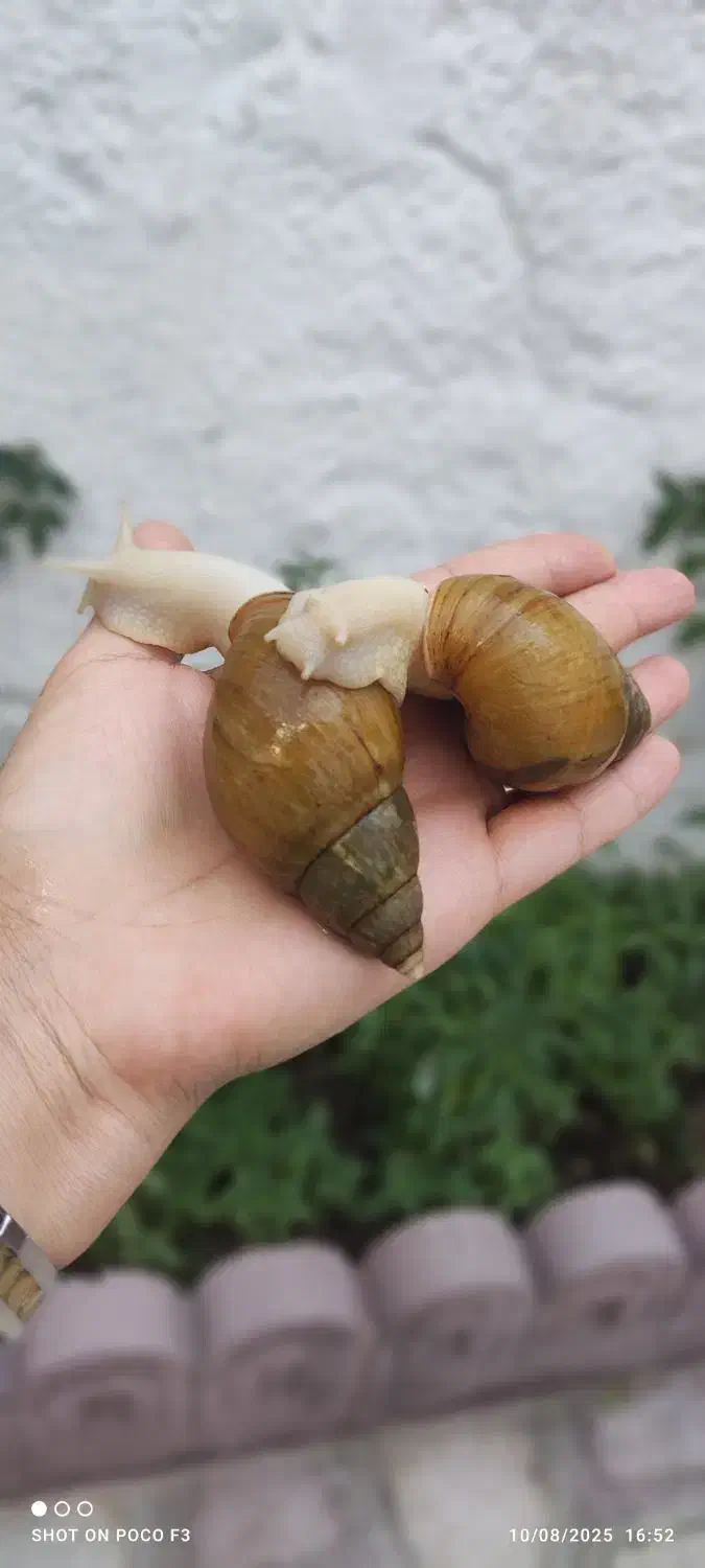 حراج حلزون مولد تخم گذار|خزنده|شیراز, شهرک بهار|دیوار