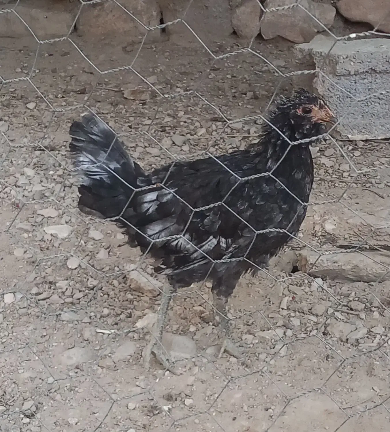 فروش خروس ومرغ محلی|حیوانات مزرعه|خورموج, |دیوار