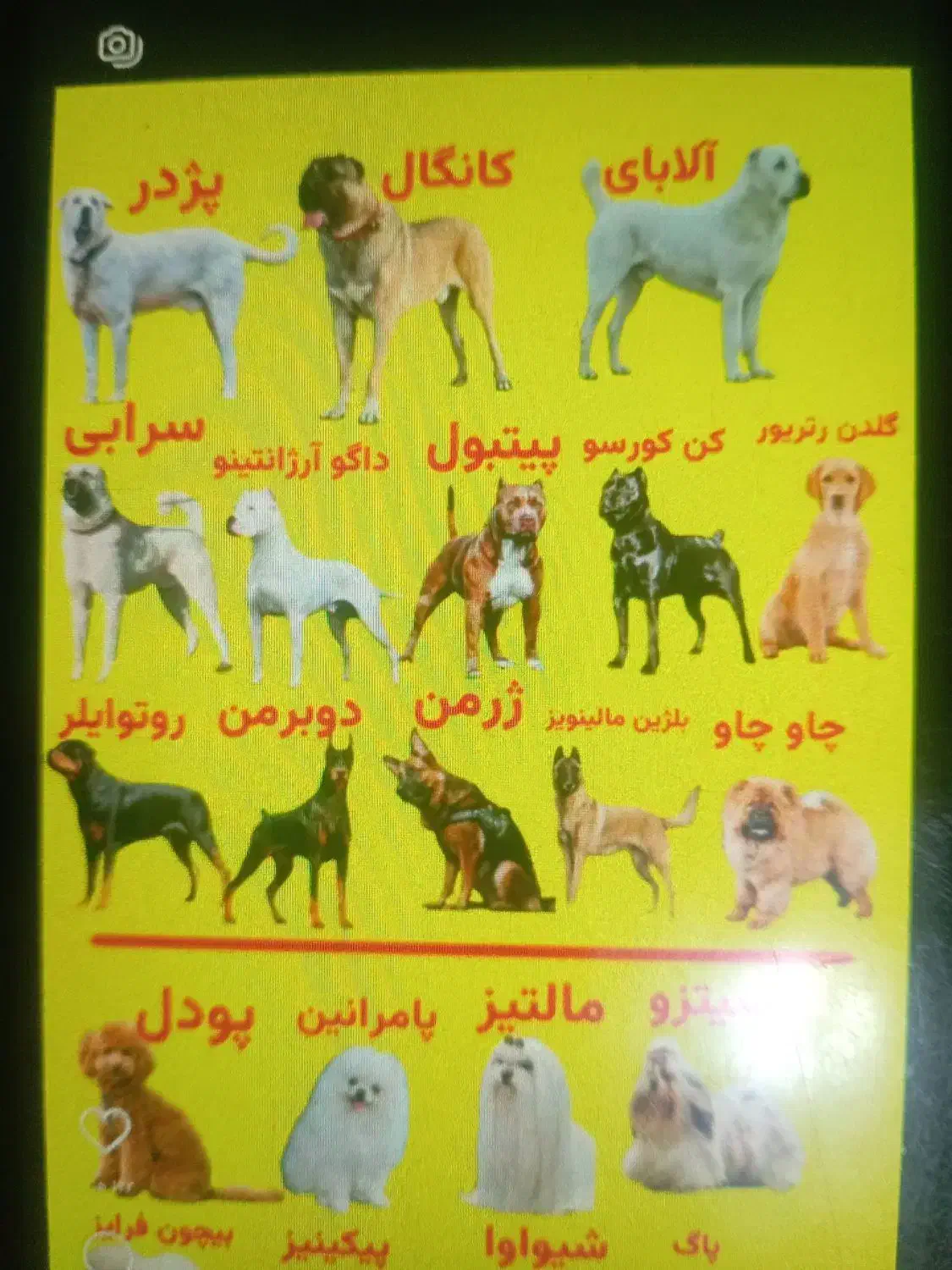 سگ پاکوتاه|سگ|بم, |دیوار