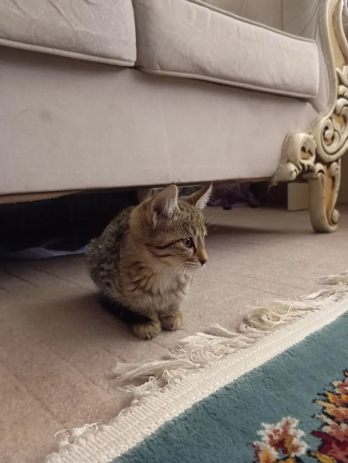 واگذاری گربه خانگی|گربه|بوکان, |دیوار