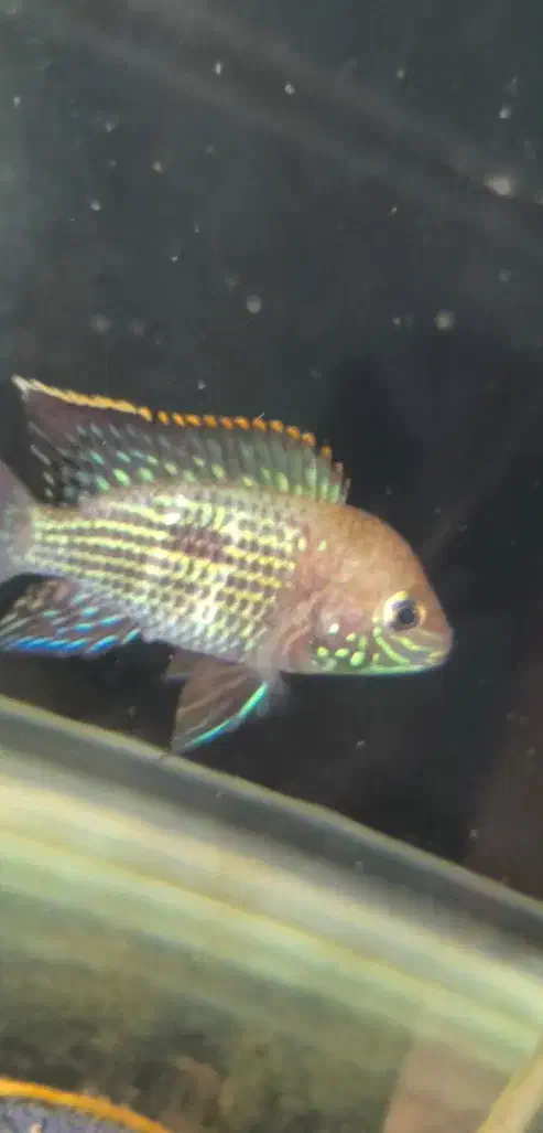 یک جفت گرین تیلور بالغ و سالم|ماهی|تهران, وحیدیه|دیوار