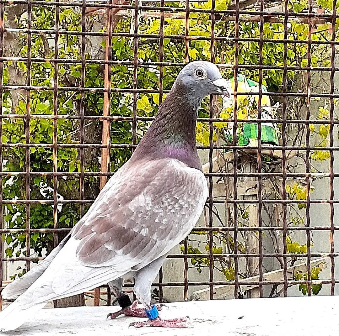 پلاکی استعلام مسابقه|پرنده|شوشتر, |دیوار