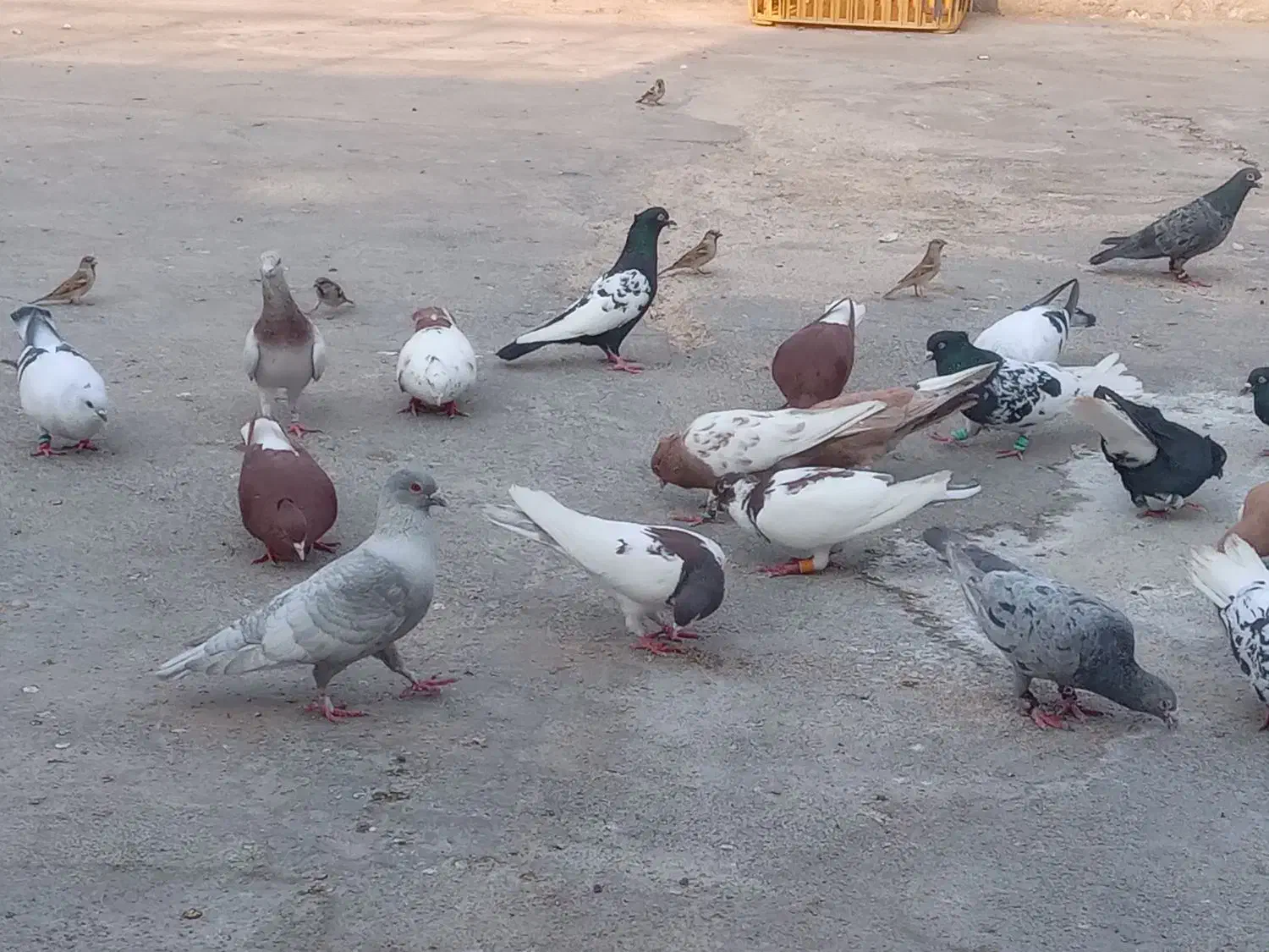 کبوتر رنگی دورگ همه رنگ|پرنده|رامشیر, |دیوار